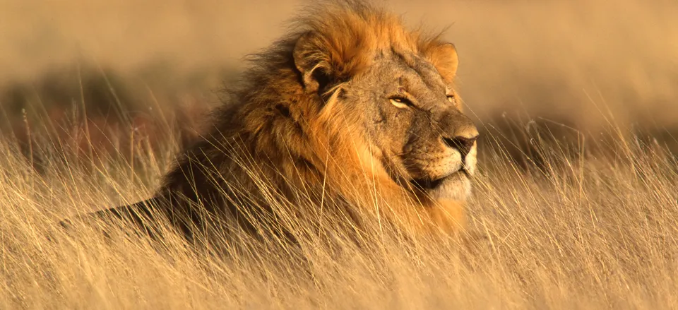 African Safari: A Wildlife Adventure South Africa, Botswana, Zambia, and Victoria Falls