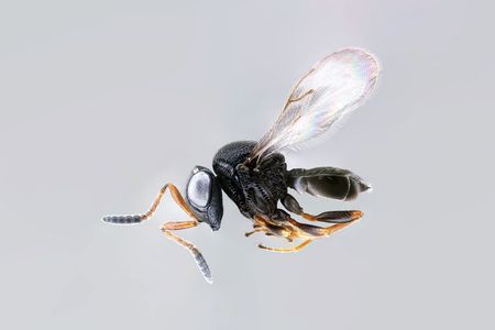 The parasitoid samurai wasp, Trissolcus japonicus, is one of many microscopic wasps being studied and sometimes used as biocontrol agents in the fight against invasive species. (Elijah Talamas, USDA)