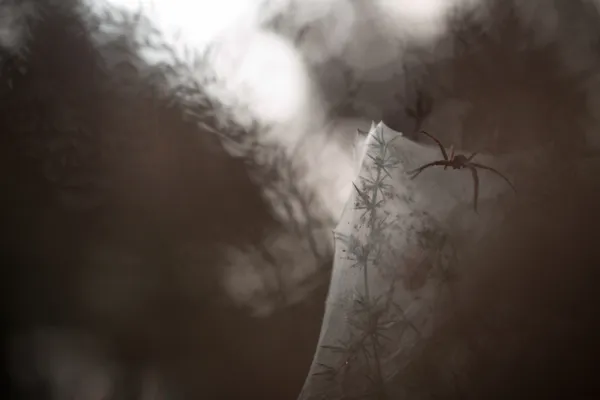 The nursery thumbnail