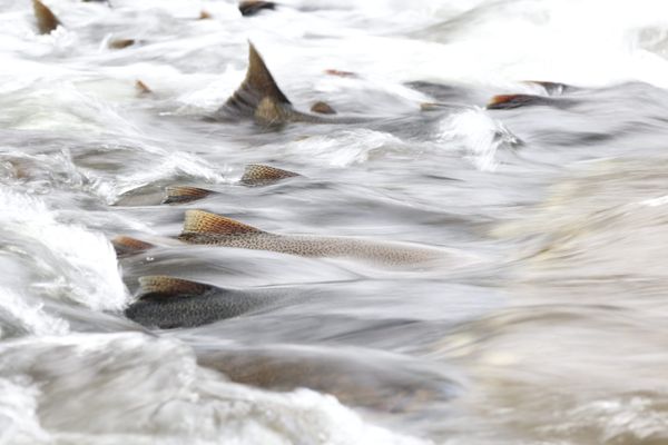 Chinook salmon water flow thumbnail