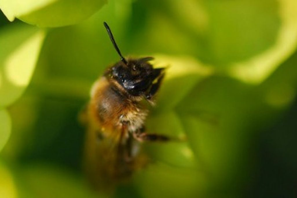 The honeybee, Apis mellifera, is in trouble because of colony collapse disorder.