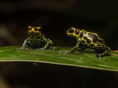 The poison mimic frog, or  Ranitomeya imitator, is one of the world's only known genetically monogamous frogs. 