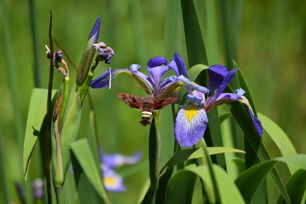 Nessus sphinx moth visiting blue flag iris thumbnail