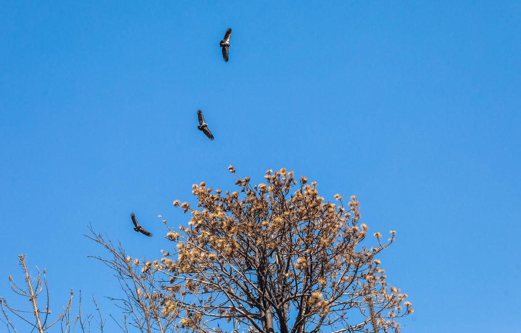 The birds soaring during midday.