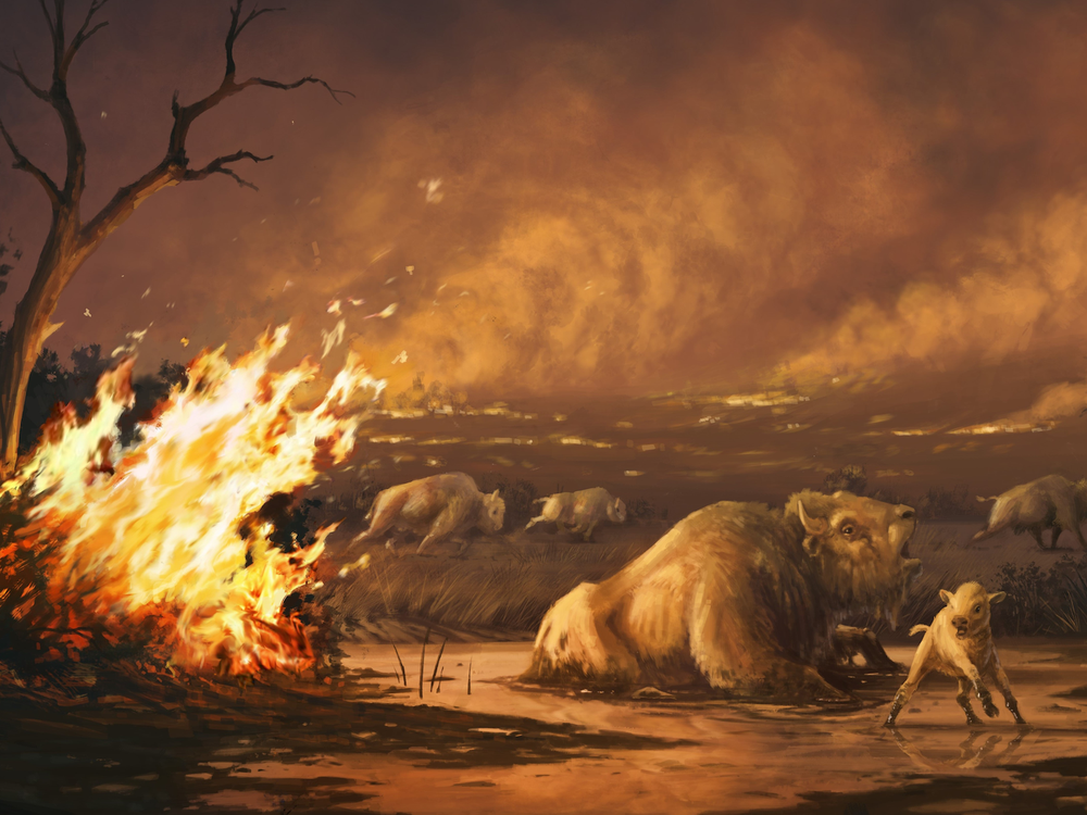 An illustration of animals fleeing a fire, and an ancient bison sinks into a tar pit