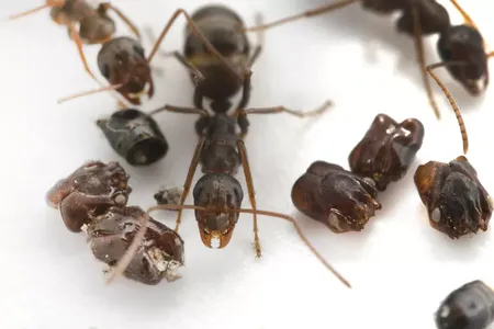 The skull-collecting ants use chemical mimicry, a behavior usually observed amongst parasitic species, to entrap prey