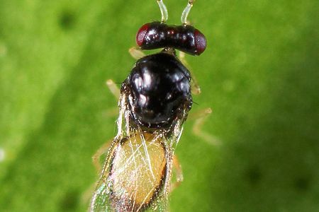 The tiny little parasitic wasp Tamarixia radiata.