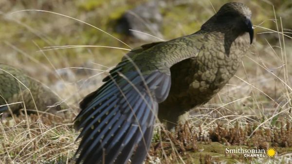 Preview thumbnail for The Highly Intelligent New Zealand Alpine Parrot