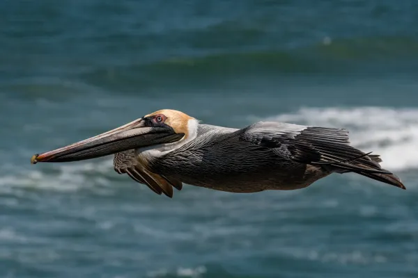 Brown Pelican glide thumbnail