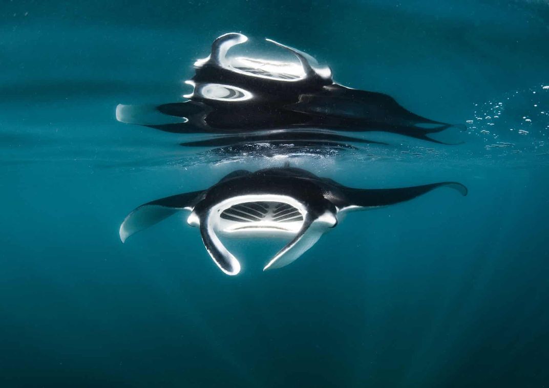 a black and white manta ray at the surface