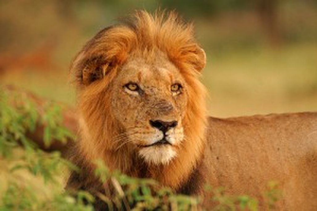 20110520102244lion-300x199.jpg