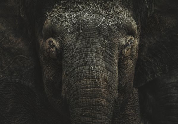 Portrait of an elephant thumbnail