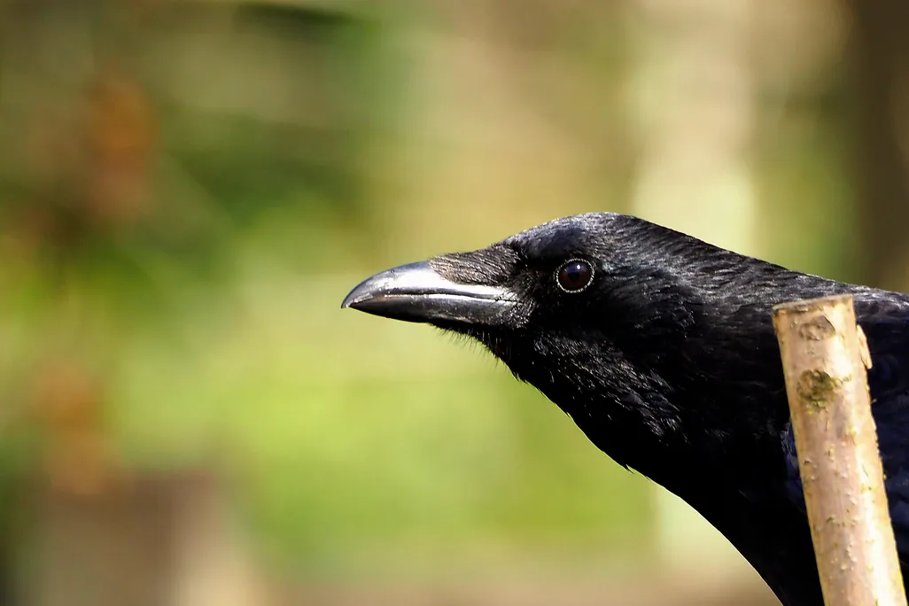 The head of a black carrion crow, in profile, looking left.