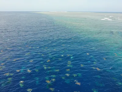 An aggregation of roughly 64,000 green sea turtles at Raine Island in Australia.