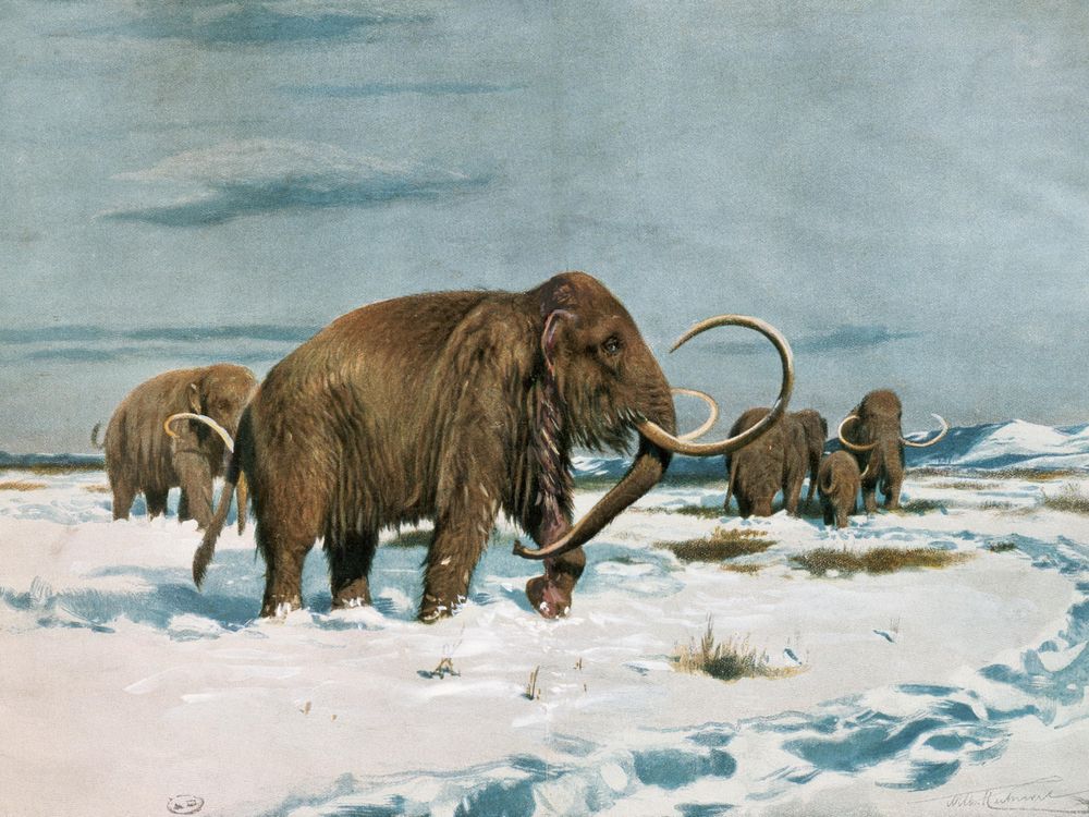 mammoths