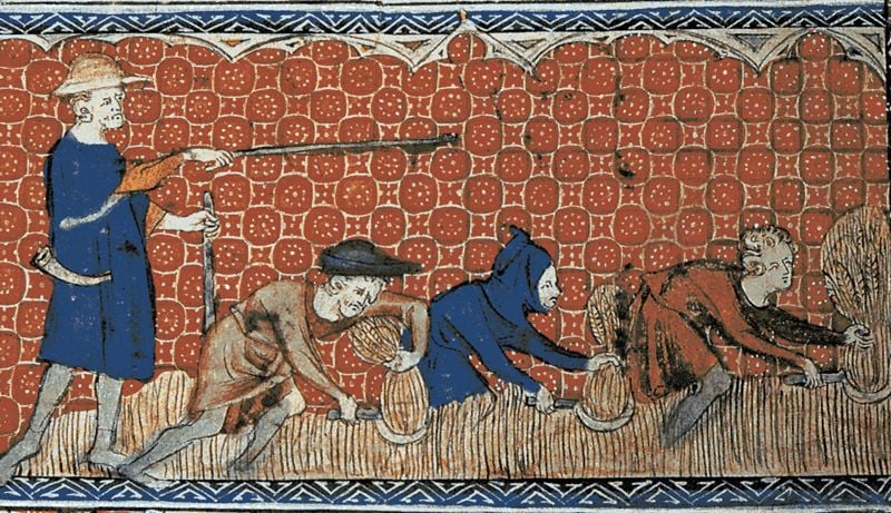 Serfs harvesting wheat in medieval Europe
