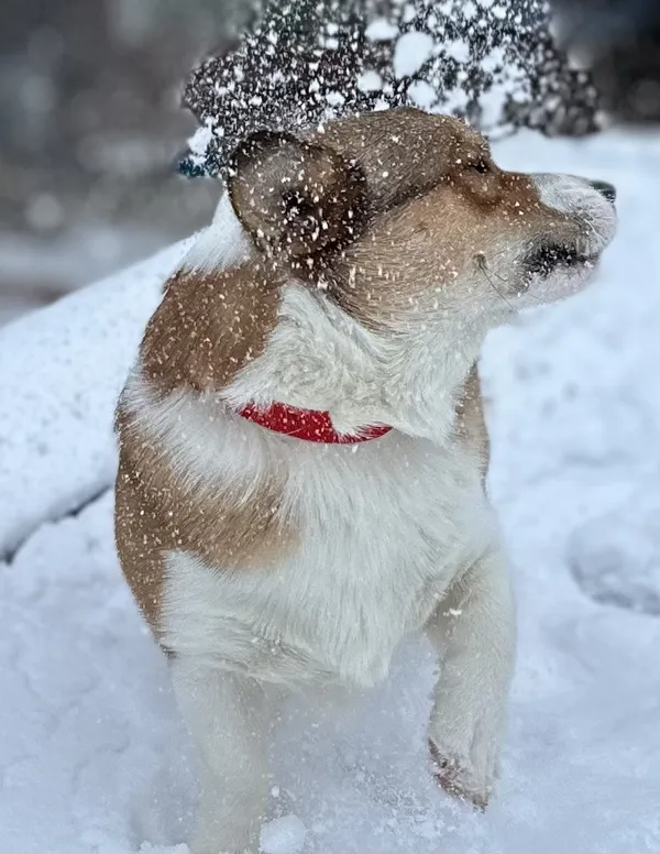 Corgi Bliss thumbnail