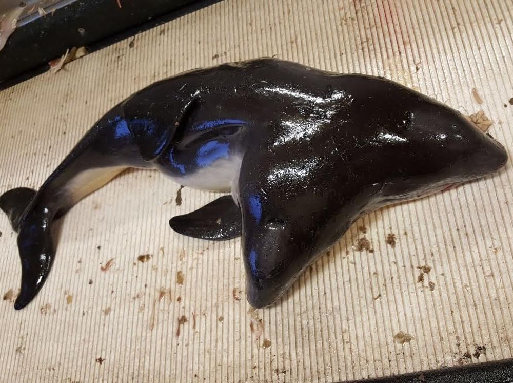 two-headed porpoise.jpg