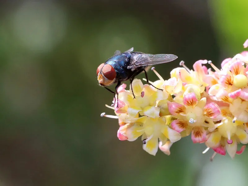 Blowfly on Mango Flower