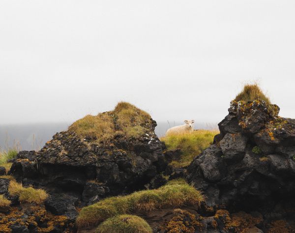 A sheep in the lava field thumbnail