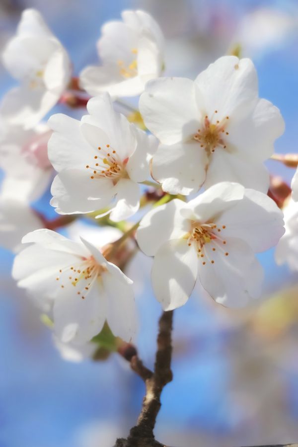 Cherry blossom cluster thumbnail