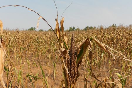 Drought in western Kentucky