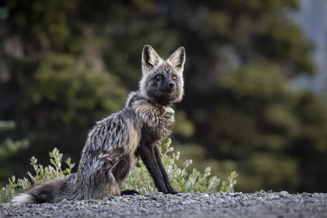 The adult female fox, Shadow, was around 5 months old when Stuart first documented and named her in 2022.