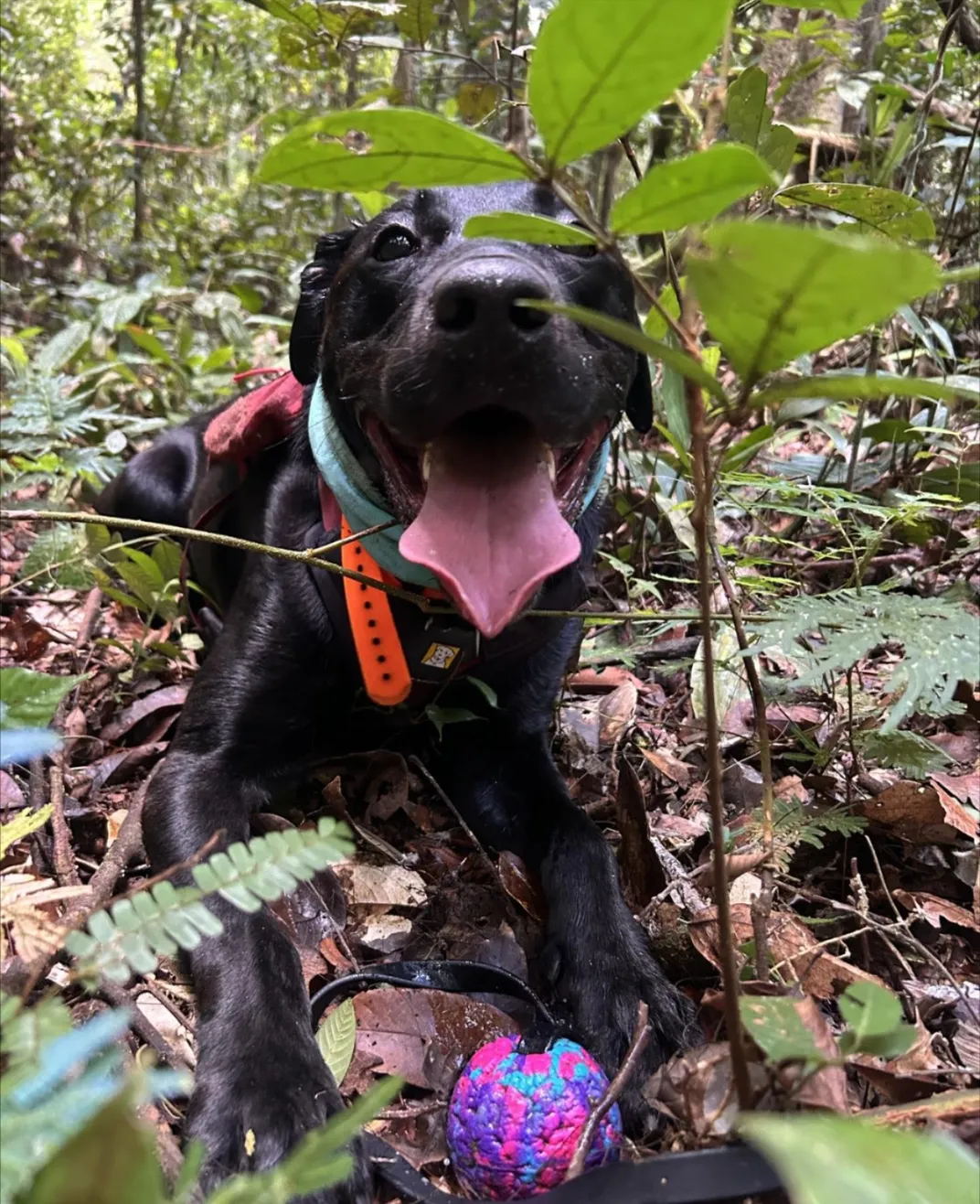 a black labrador retriever lies down among plants with a ball at his front feet, panting