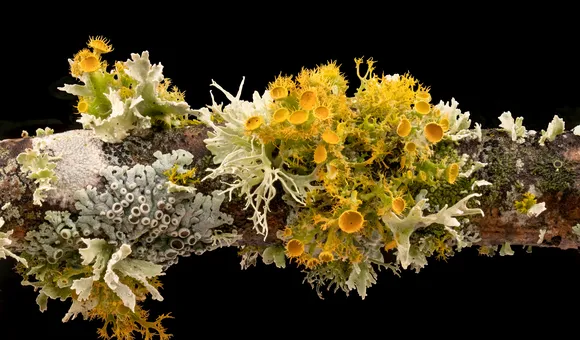 Yellow and white lichens are pictured against a back background on a tree branch.