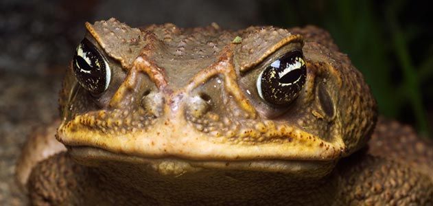 Cane toad