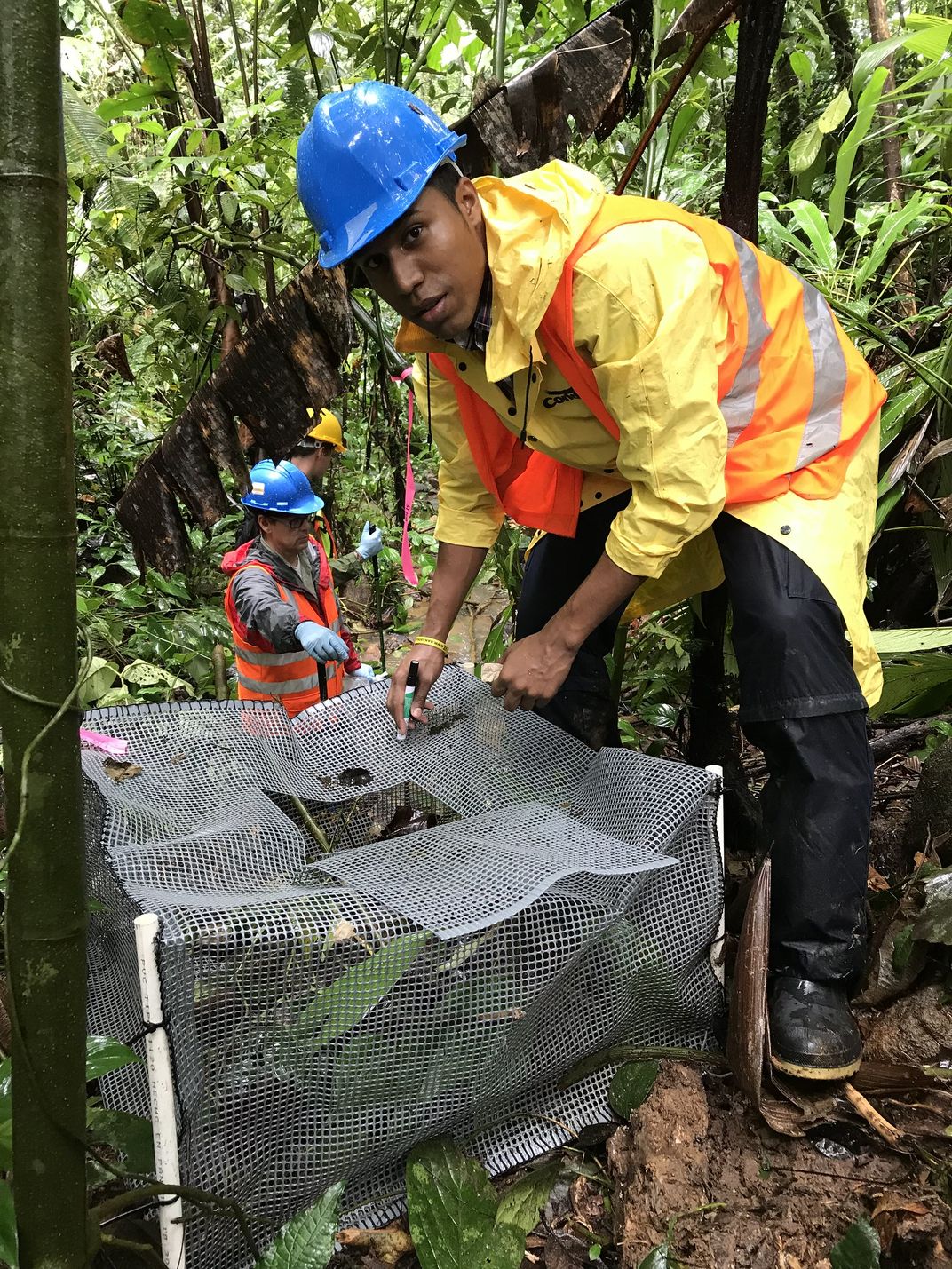 A researcher in a hardhat and yellow vest investigates a small mesh enclosure in the jungle.