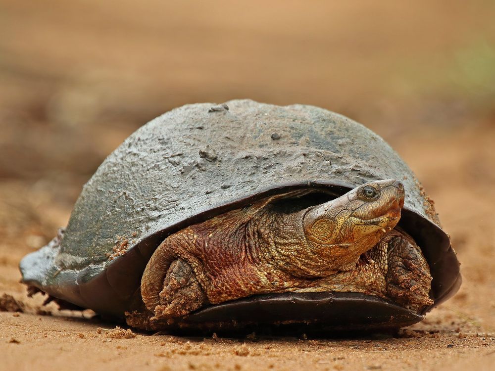 African helmeted turtle