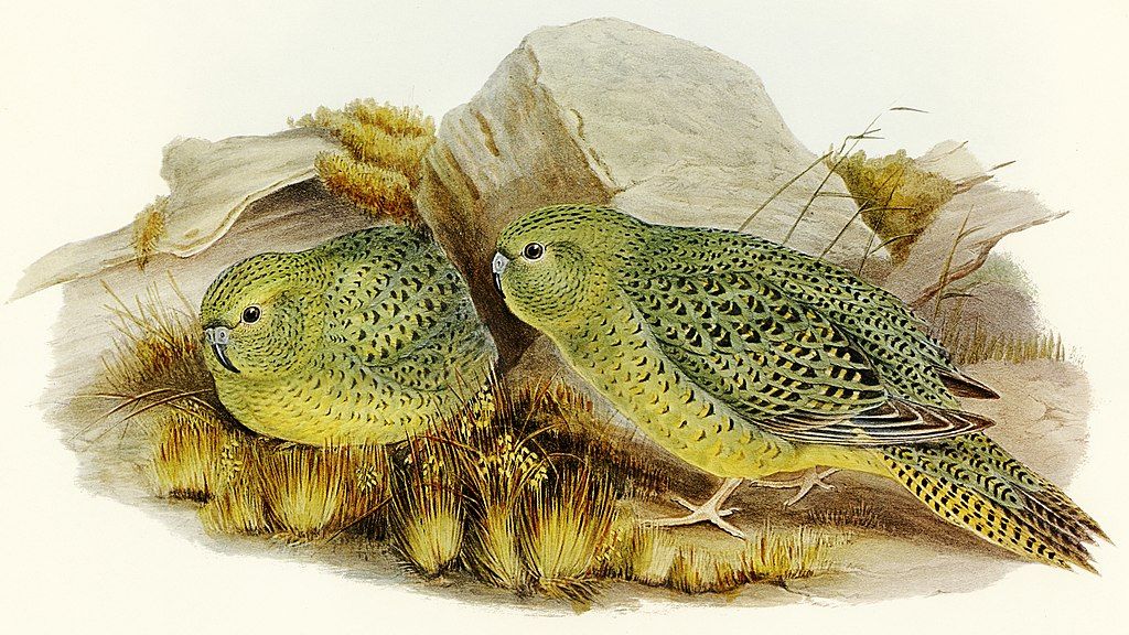 illustration of night parrots