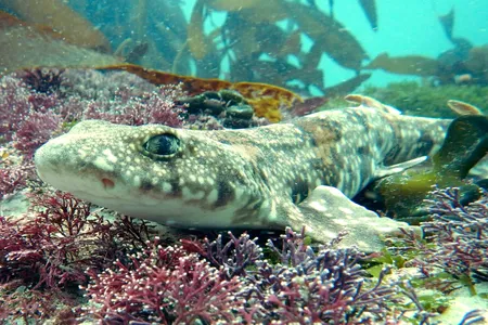 Laboratory experiments suggest the tooth-like scales of the puffadder shyshark can be degraded by acidifying oceans