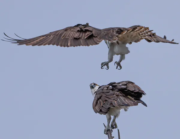 Osprey mating thumbnail