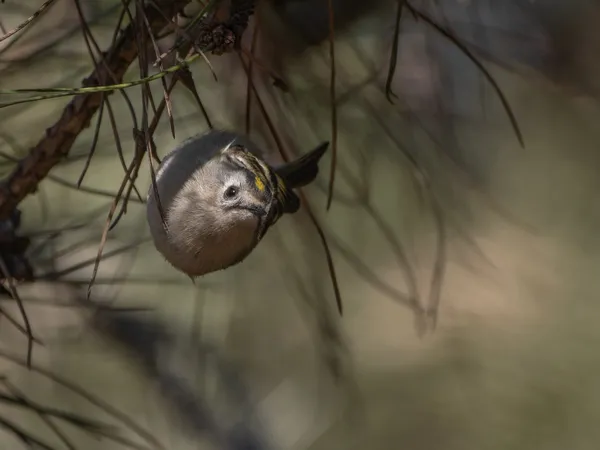 Tiny goldcrest thumbnail