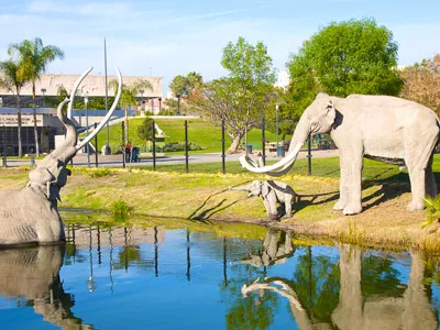 The La Brea Tar Pits in Los Angeles is the only active urban paleontological excavation site in the United States.