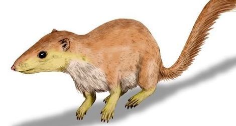 An artist’s reconstruction of Purgatorius, a probable primate ancestor.