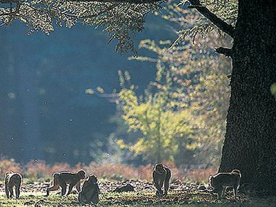 monkey_macaques.jpg
