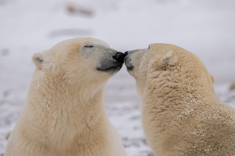 12 - Two polar bears paused from their play to nuzzle noses, which is the equivalent of a kiss for some species.