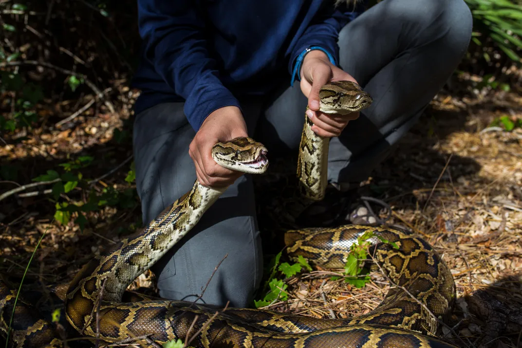 How Burmese Pythons Took Over the Florida Everglades