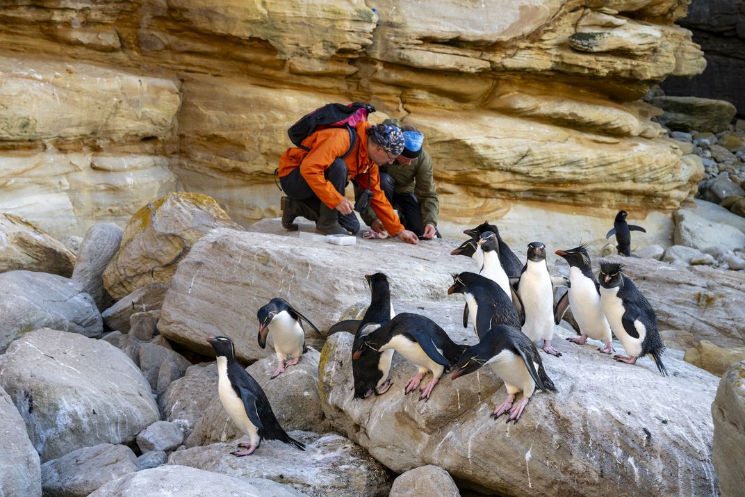 Juan Masello and Petra Quillfeldt collect fecal samples on the rocks as groups of rockhopper penguins return from foraging off New Island.