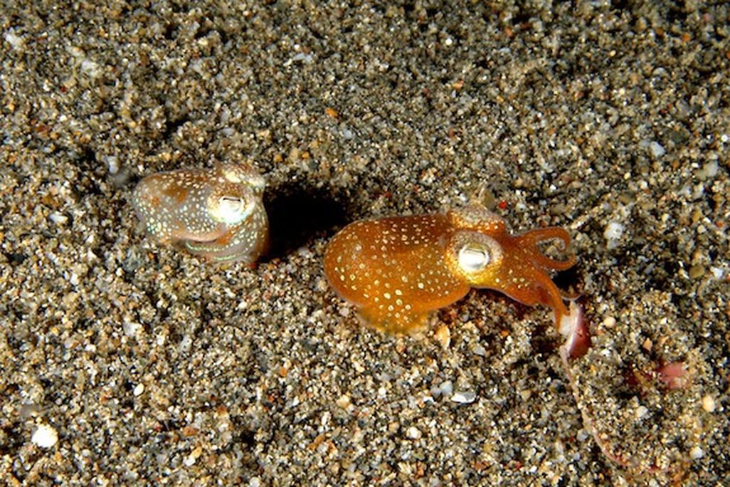 20130612095025800px-Euprymna_scolopes_Bobtail_squid.jpg