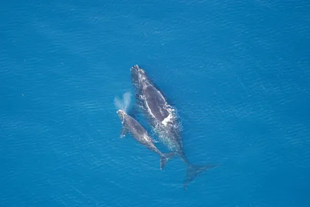 After seeing their numbers slashed due to overhunting in the 20th century, North Atlantic right whales still face plenty of threats, including ship strikes, habitat degradation and pollution. A mother and her calf are seen in this aerial image from 2005.