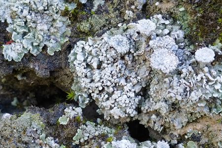 The biocrust is made up of lichen, mosses and cyanobacteria.