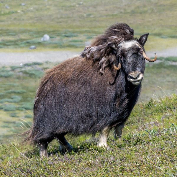 Female Musk Ox, Kangerlussuaq, Greenland thumbnail