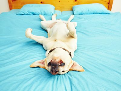 If you're feeling doggone lonesome after a poor night's rest, don't fret: the authors say just one good night of sleep can reboot feelings of sociability.