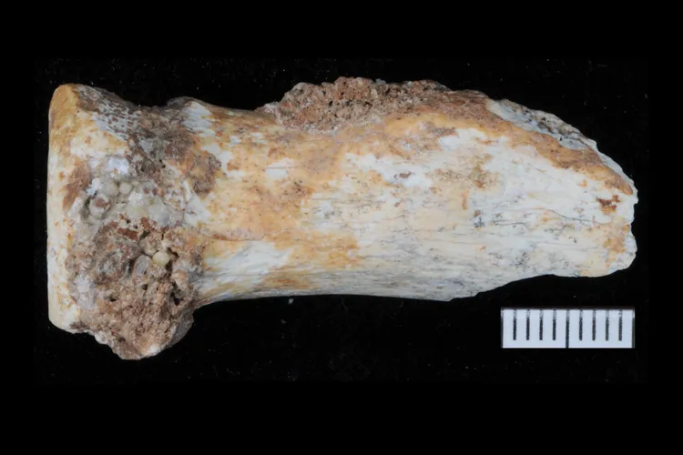 Part of a radius, a forearm bone, from a Denisovan, the first ever identified.