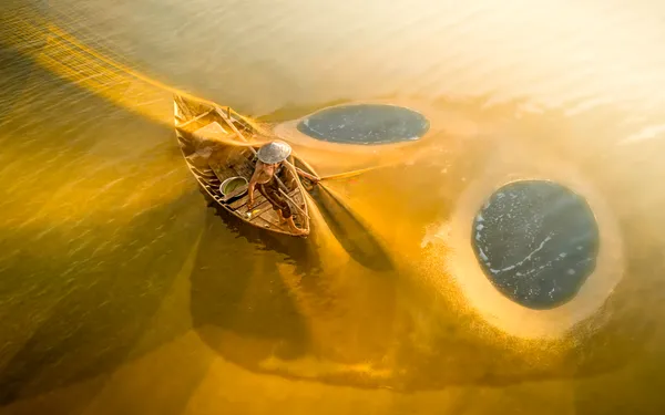 Yellow Net 2 thumbnail