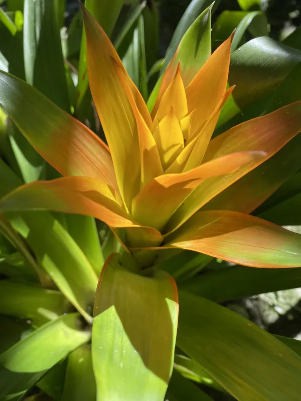 Bromelia in the morning sun thumbnail